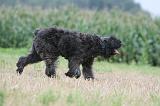 BOUVIER DES FLANDRES 415
